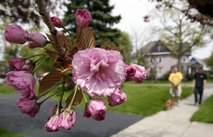 In this photo taken May 10, 2011, flowers bloom on a tree in Akron, N.Y. Allergy specialists around the country all say this season is or has been a b